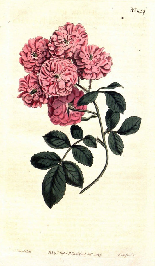 Curtis's botanical magazine. London ;New York [etc.] :Academic Press [etc.]. | Botany Periodicals "Pictorial works"  | Vintage Print Reproduction 455971