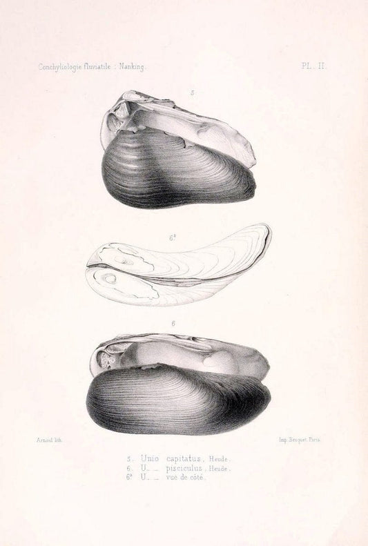 Conchyliologie fluviatile de la province de Nanking et de la Chine centrale /.Paris :Savy,[1875-1885]. | China Mollusks "Nanjing (Jiangsu Sheng)"  | Vintage Print Reproduction 455972