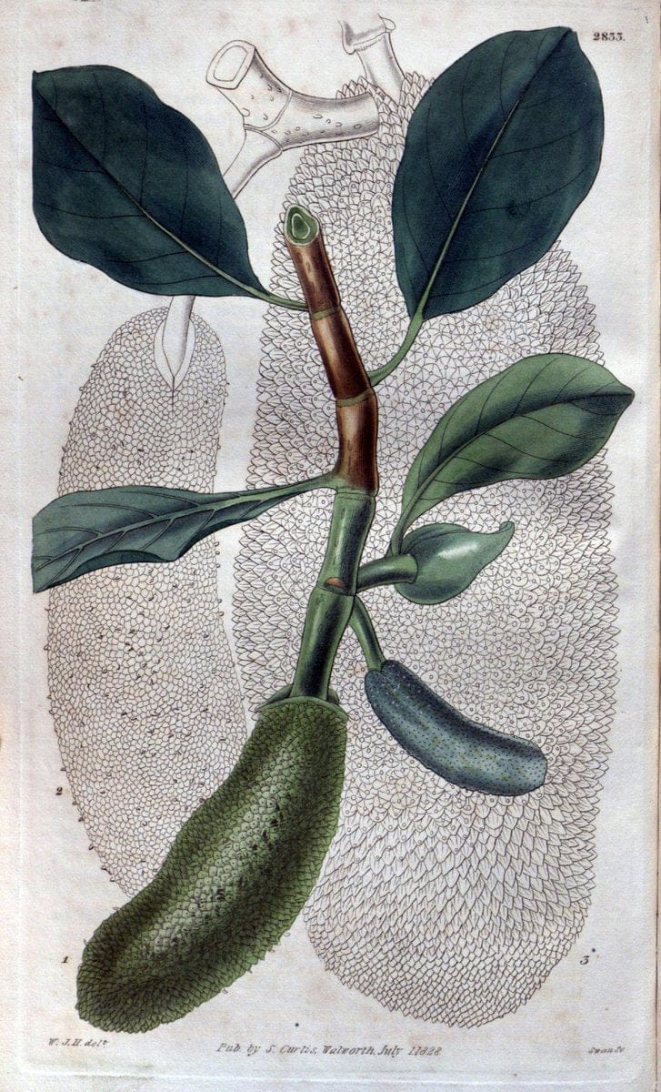 Curtis's botanical magazine. London ; New York [etc.] :Academic Press [etc.]. | "Botanical illustration" Botany Periodicals "Pictorial works" "Plants, Ornamental"  | Vintage Print Reproduction 455973