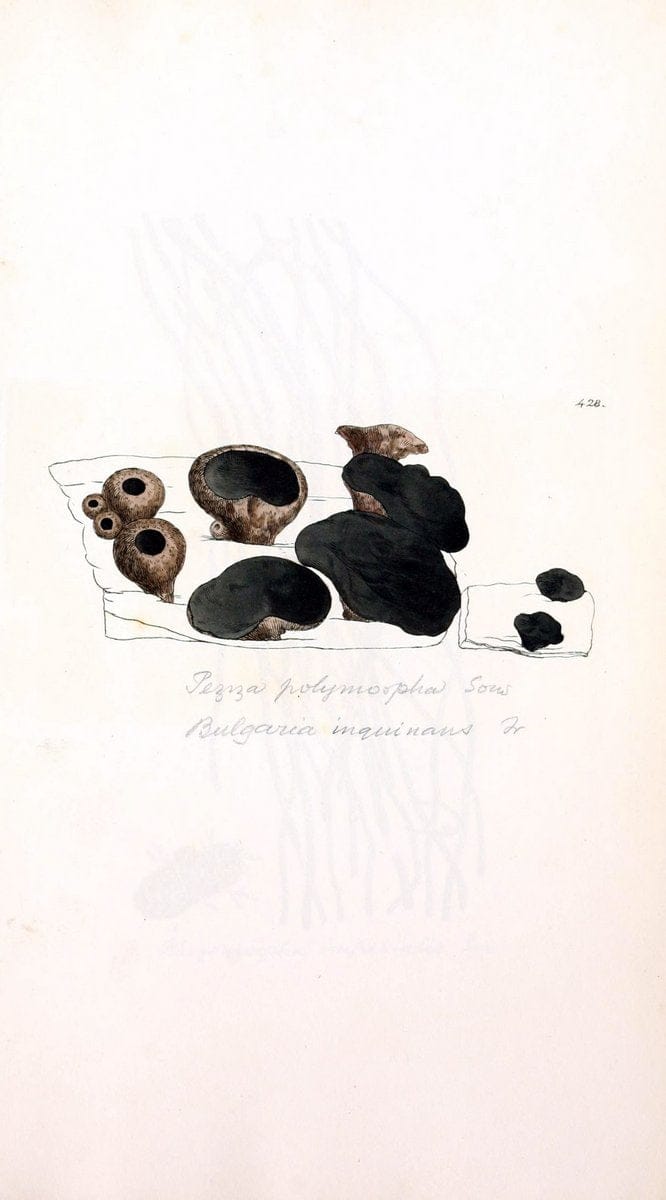 Coloured figures of English fungi or mushrooms. London,Printed by J. Davis,1797-[1809]. | England Mushrooms  | Vintage Print Reproduction 455975