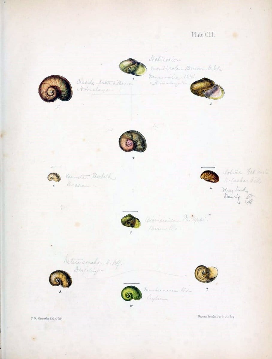 Conchologia indica,.London,1870-1876.. |  | Vintage Print Reproduction 455976
