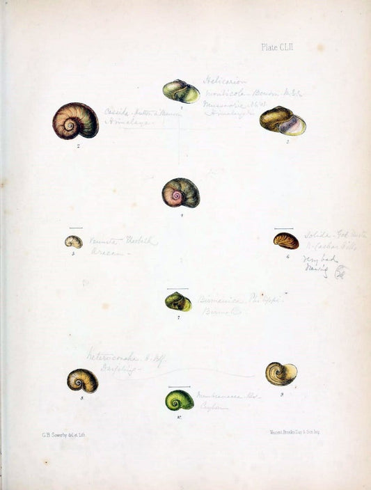 Conchologia indica,.London,1870-1876.. |  | Vintage Print Reproduction 455976