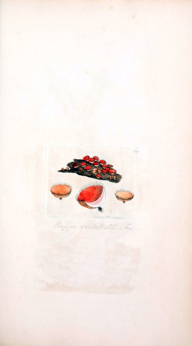 Coloured figures of English fungi or mushrooms. London,Printed by J. Davis,1797-[1809]. | England Mushrooms  | Vintage Print Reproduction 455977