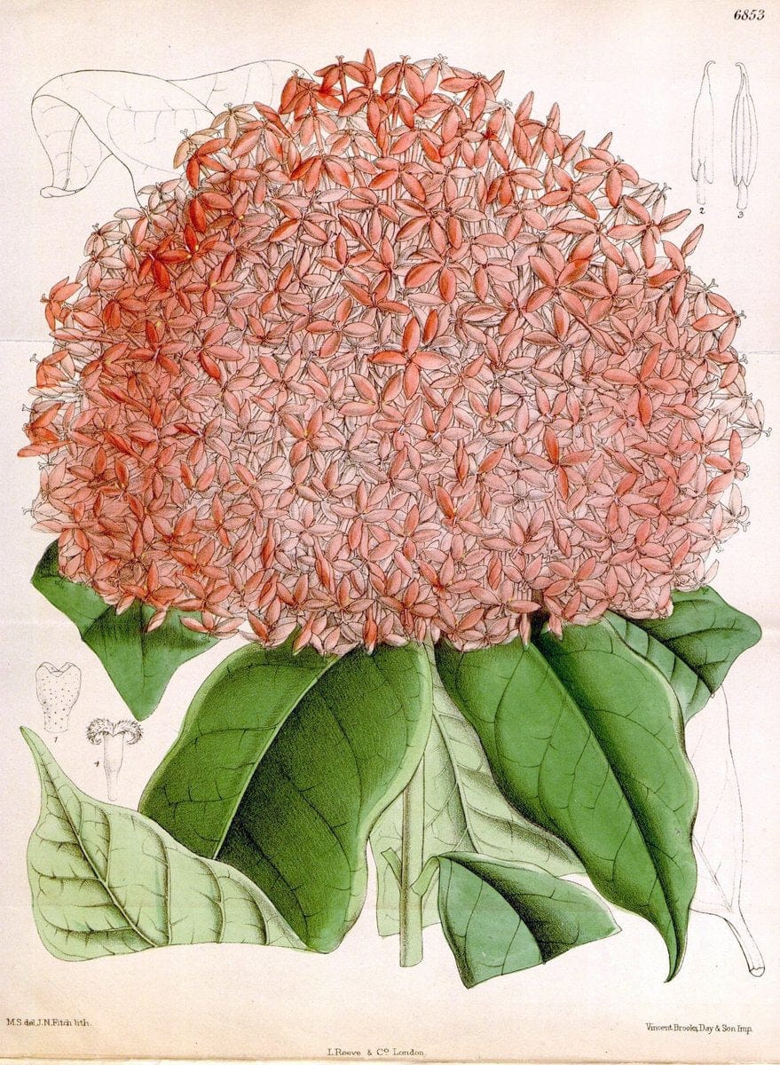 Curtis's botanical magazine. London ; New York [etc.] :Academic Press [etc.]. | "Botanical illustration" Botany Periodicals "Pictorial works" "Plants, Ornamental"  | Vintage Print Reproduction 455978