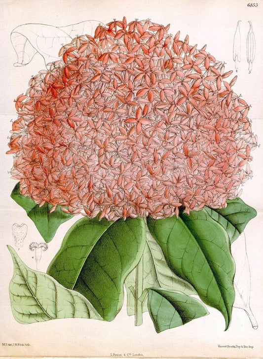 Curtis's botanical magazine. London ; New York [etc.] :Academic Press [etc.]. | "Botanical illustration" Botany Periodicals "Pictorial works" "Plants, Ornamental"  | Vintage Print Reproduction 455978