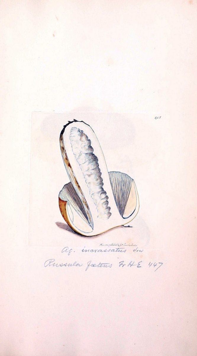 Coloured figures of English fungi or mushrooms. London,Printed by J. Davis,1797-[1809]. | England Mushrooms  | Vintage Print Reproduction 455979