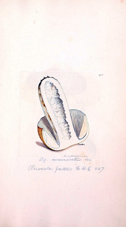 Coloured figures of English fungi or mushrooms. London,Printed by J. Davis,1797-[1809]. | England Mushrooms  | Vintage Print Reproduction 455979