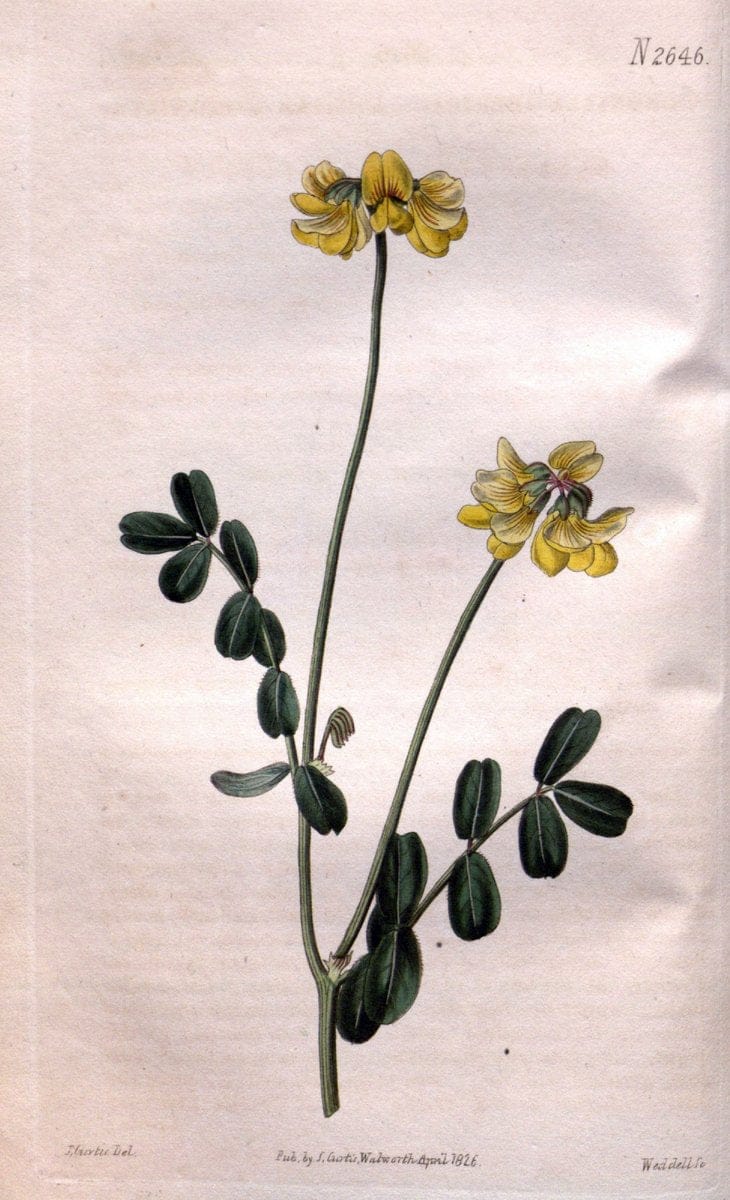 Curtis's botanical magazine. London ; New York [etc.] :Academic Press [etc.]. | "Botanical illustration" Botany Periodicals "Pictorial works" "Plants, Ornamental"  | Vintage Print Reproduction 455980