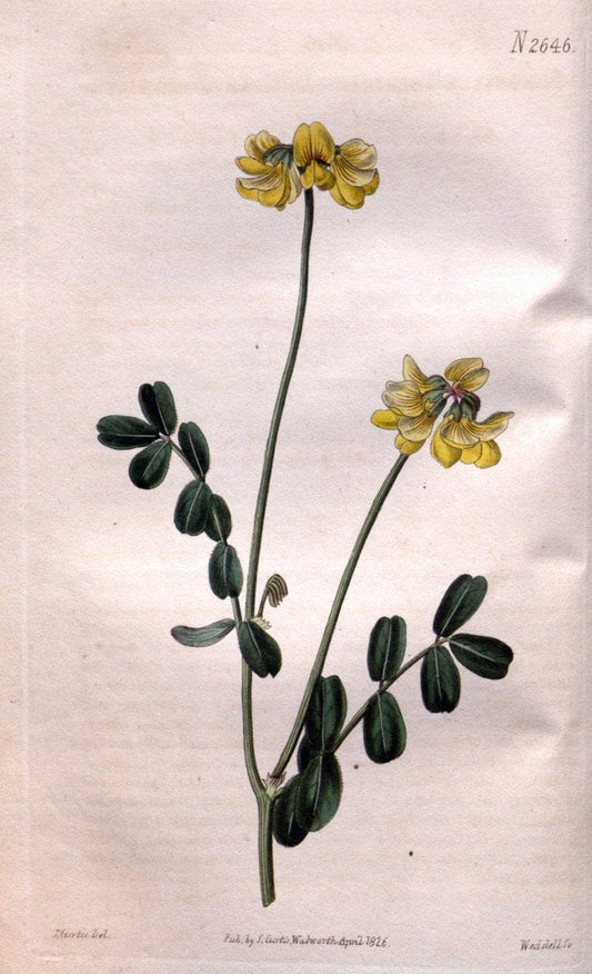 Curtis's botanical magazine. London ; New York [etc.] :Academic Press [etc.]. | "Botanical illustration" Botany Periodicals "Pictorial works" "Plants, Ornamental"  | Vintage Print Reproduction 455980