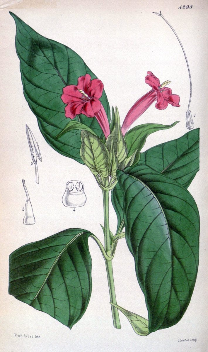 Curtis's botanical magazine. London ; New York [etc.] :Academic Press [etc.]. | "Botanical illustration" Botany Periodicals "Pictorial works" "Plants, Ornamental"  | Vintage Print Reproduction 455981