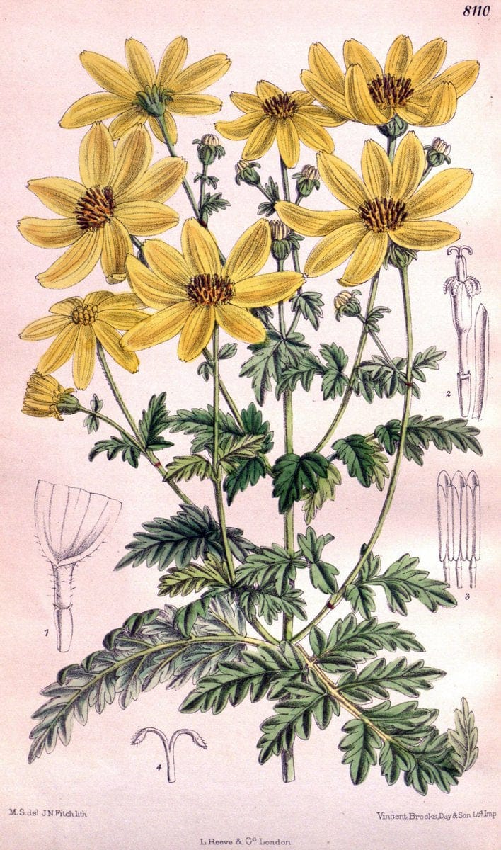 Curtis's botanical magazine. London ; New York [etc.] :Academic Press [etc.]. | "Botanical illustration" Botany Periodicals "Pictorial works" "Plants, Ornamental"  | Vintage Print Reproduction 455982