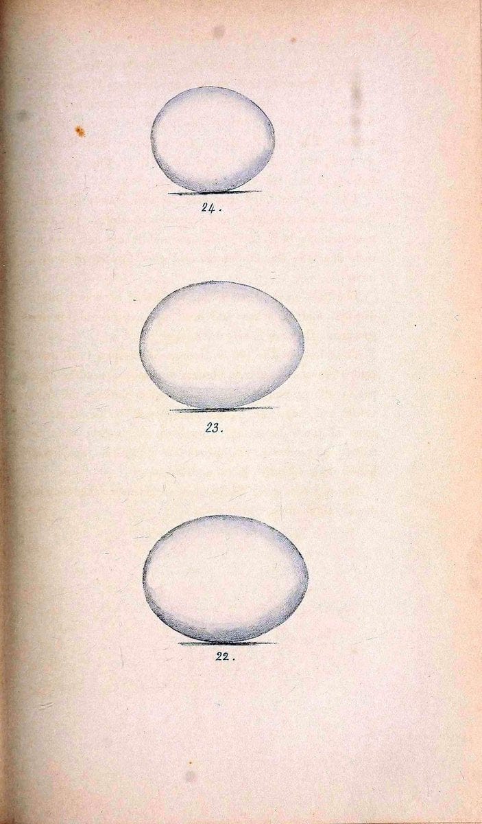 Coloured illustrations of British birds, and their eggs /.London :G.W. Nickisson,1842-1850.. |  | Vintage Print Reproduction 455983