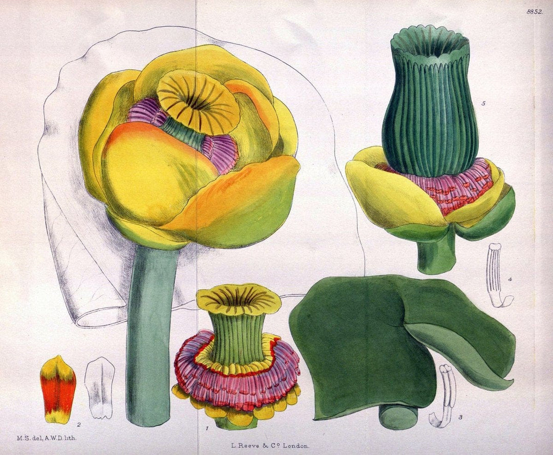 Curtis's botanical magazine. London ; New York [etc.] :Academic Press [etc.]. | "Botanical illustration" Botany Periodicals "Pictorial works" "Plants, Ornamental"  | Vintage Print Reproduction 455984