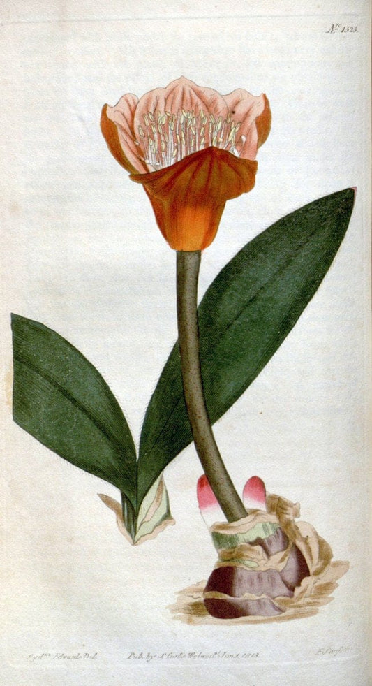 Curtis's botanical magazine. London ; New York [etc.] :Academic Press [etc.]. | "Botanical illustration" Botany Periodicals "Pictorial works" "Plants, Ornamental"  | Vintage Print Reproduction 455985