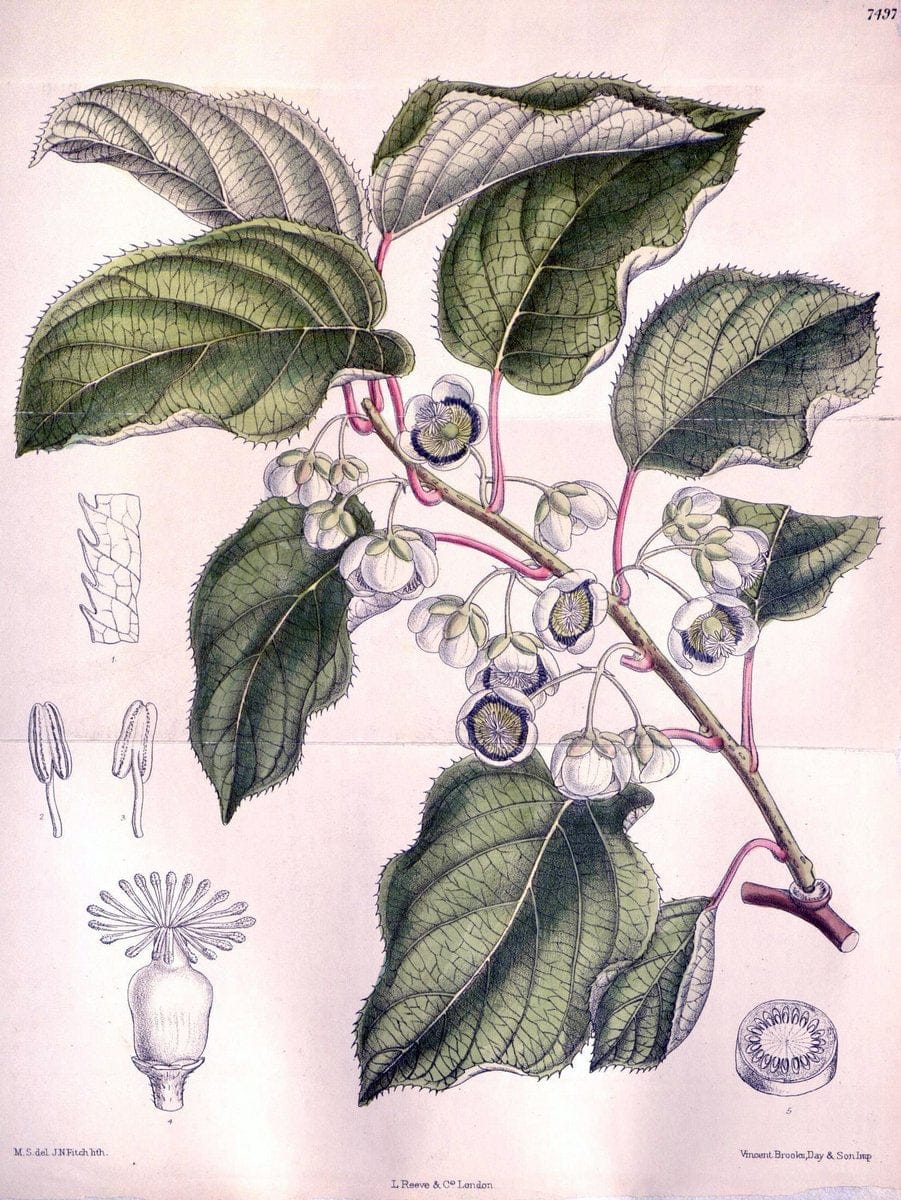 Curtis's botanical magazine. London ; New York [etc.] :Academic Press [etc.]. | "Botanical illustration" Botany Periodicals "Pictorial works" "Plants, Ornamental"  | Vintage Print Reproduction 455986