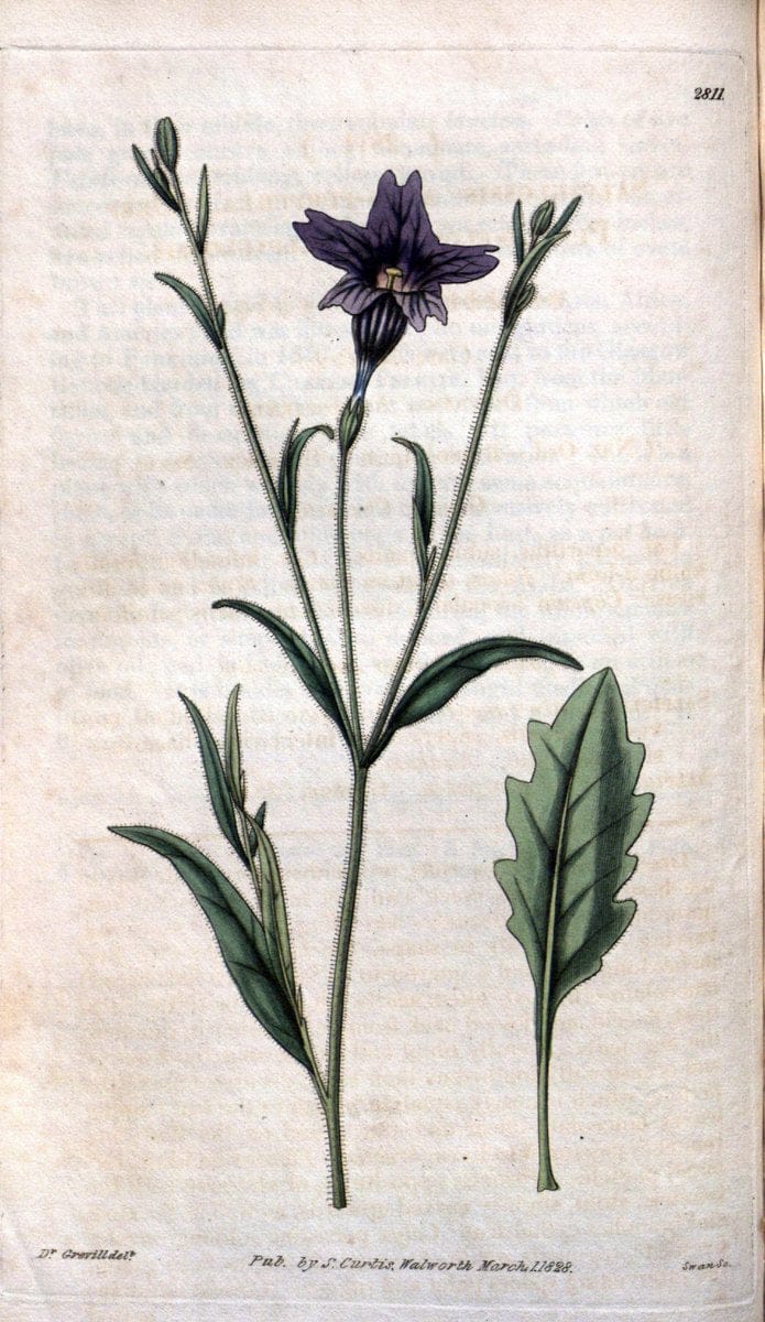 Curtis's botanical magazine. London ; New York [etc.] :Academic Press [etc.]. | "Botanical illustration" Botany Periodicals "Pictorial works" "Plants, Ornamental"  | Vintage Print Reproduction 455987