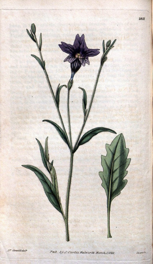 Curtis's botanical magazine. London ; New York [etc.] :Academic Press [etc.]. | "Botanical illustration" Botany Periodicals "Pictorial works" "Plants, Ornamental"  | Vintage Print Reproduction 455987