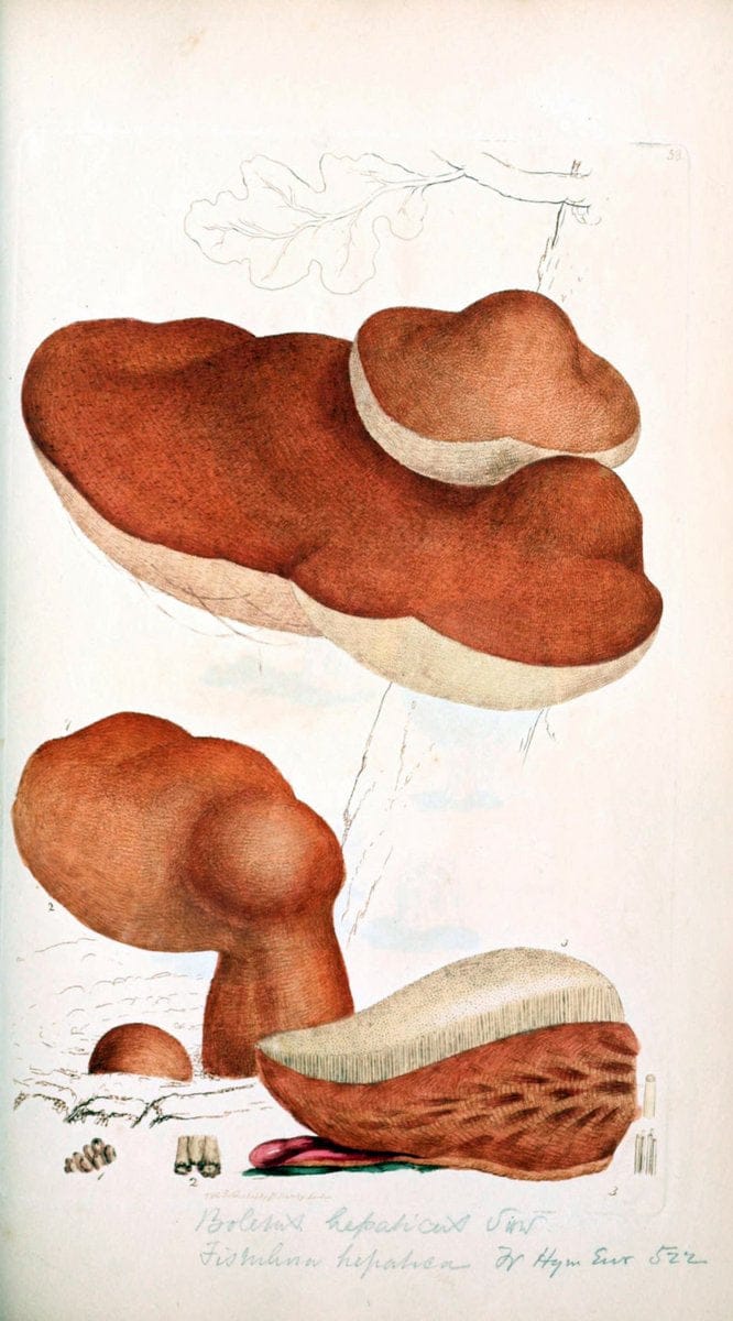 Coloured figures of English fungi or mushrooms. London,Printed by J. Davis,1797-[1809]. | England Mushrooms  | Vintage Print Reproduction 455988