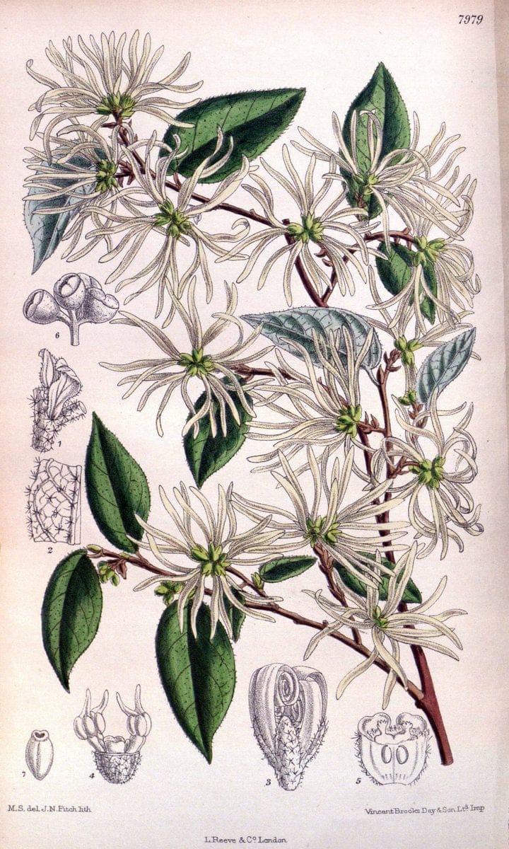 Curtis's botanical magazine. London ; New York [etc.] :Academic Press [etc.]. | "Botanical illustration" Botany Periodicals "Pictorial works" "Plants, Ornamental"  | Vintage Print Reproduction 455989