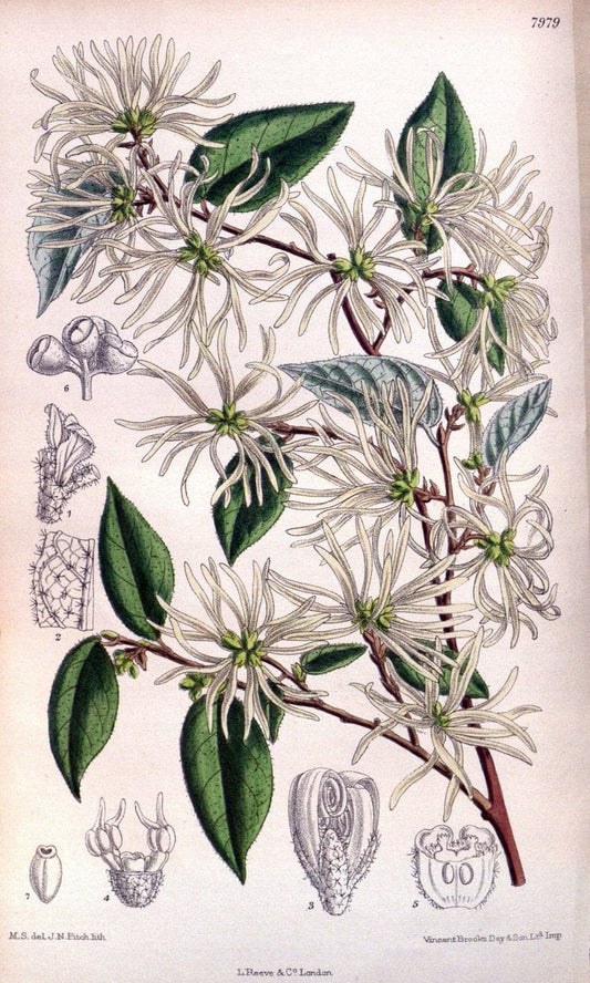 Curtis's botanical magazine. London ; New York [etc.] :Academic Press [etc.]. | "Botanical illustration" Botany Periodicals "Pictorial works" "Plants, Ornamental"  | Vintage Print Reproduction 455989