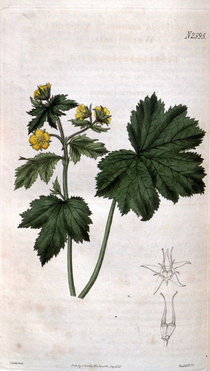 Curtis's botanical magazine. London ; New York [etc.] :Academic Press [etc.]. | "Botanical illustration" Botany Periodicals "Pictorial works" "Plants, Ornamental"  | Vintage Print Reproduction 455990