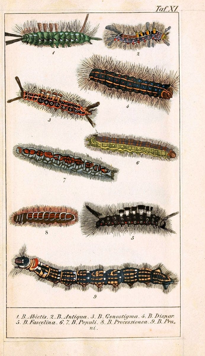 Chronologischer Raupenkalender, oder, Naturgeschichte der europÃ¤ischen RaupenBerlin :Im Verlage von Theodor Bade,1837. |  | Vintage Print Reproduction 455991