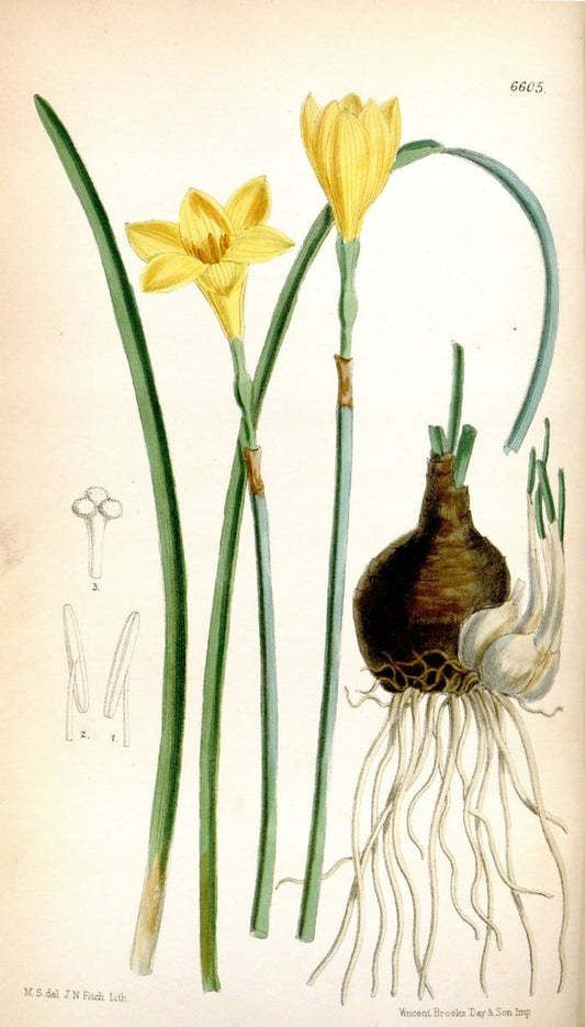 Curtis's botanical magazine. London ; New York [etc.] :Academic Press [etc.]. | "Botanical illustration" Botany Periodicals "Pictorial works" "Plants, Ornamental"  | Vintage Print Reproduction 455992