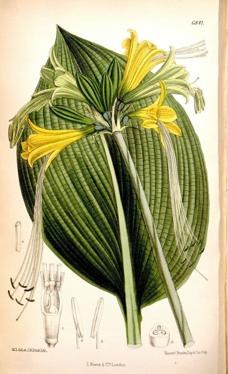 Curtis's botanical magazine. London ; New York [etc.] :Academic Press [etc.]. | "Botanical illustration" Botany Periodicals "Pictorial works" "Plants, Ornamental"  | Vintage Print Reproduction 455993