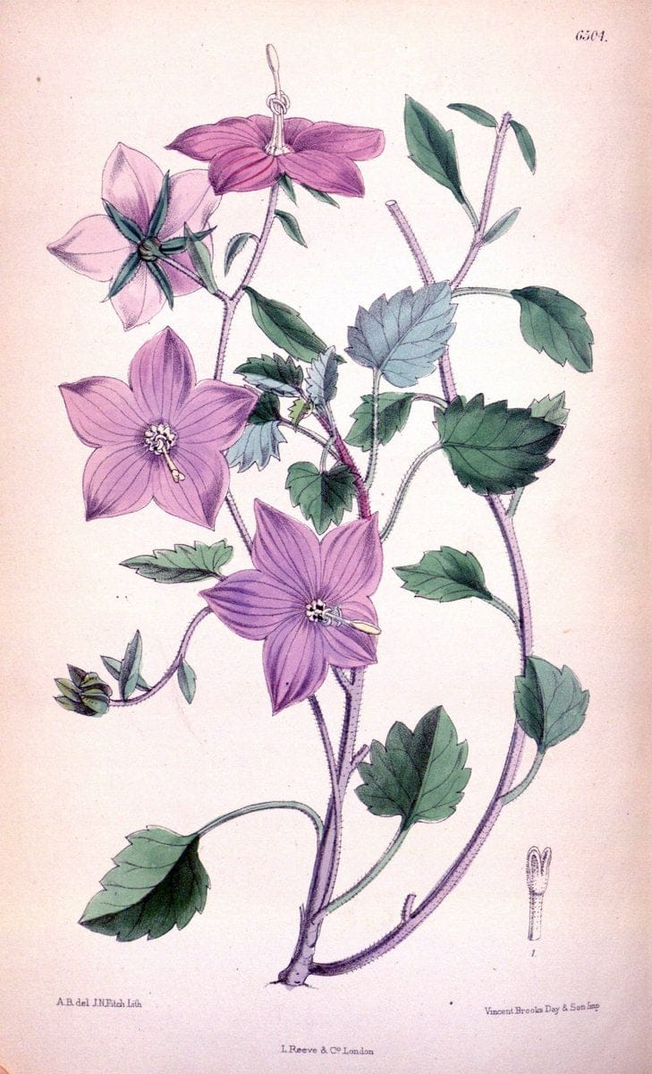 Curtis's botanical magazine. London ; New York [etc.] :Academic Press [etc.]. | "Botanical illustration" Botany Periodicals "Pictorial works" "Plants, Ornamental"  | Vintage Print Reproduction 455994