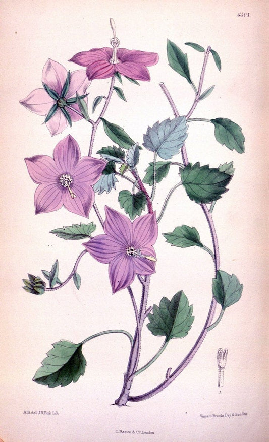 Curtis's botanical magazine. London ; New York [etc.] :Academic Press [etc.]. | "Botanical illustration" Botany Periodicals "Pictorial works" "Plants, Ornamental"  | Vintage Print Reproduction 455994
