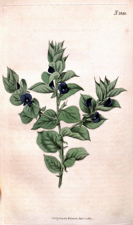 Curtis's botanical magazine. London ; New York [etc.] :Academic Press [etc.]. | "Botanical illustration" Botany Periodicals "Pictorial works" "Plants, Ornamental"  | Vintage Print Reproduction 455995