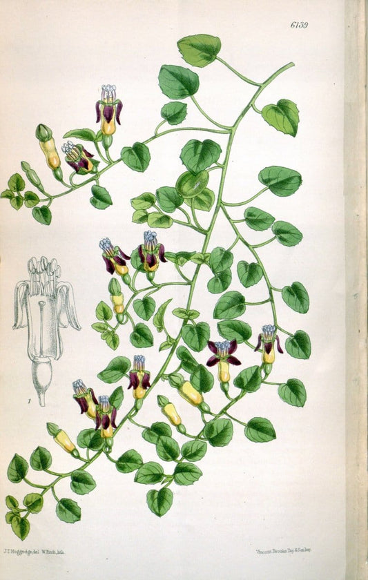 Curtis's botanical magazine. London ; New York [etc.] :Academic Press [etc.]. | "Botanical illustration" Botany Periodicals "Pictorial works" "Plants, Ornamental"  | Vintage Print Reproduction 455996
