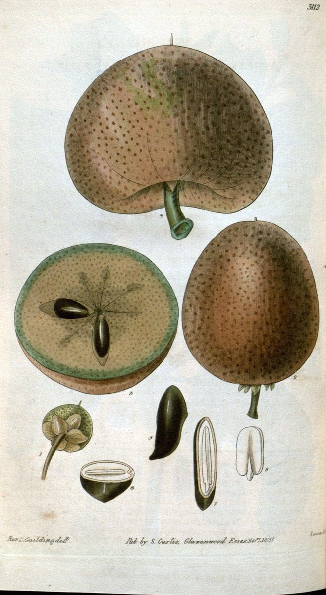 Curtis's botanical magazine..London ;New York [etc.] :Academic Press [etc.]. |  | Vintage Print Reproduction 455997