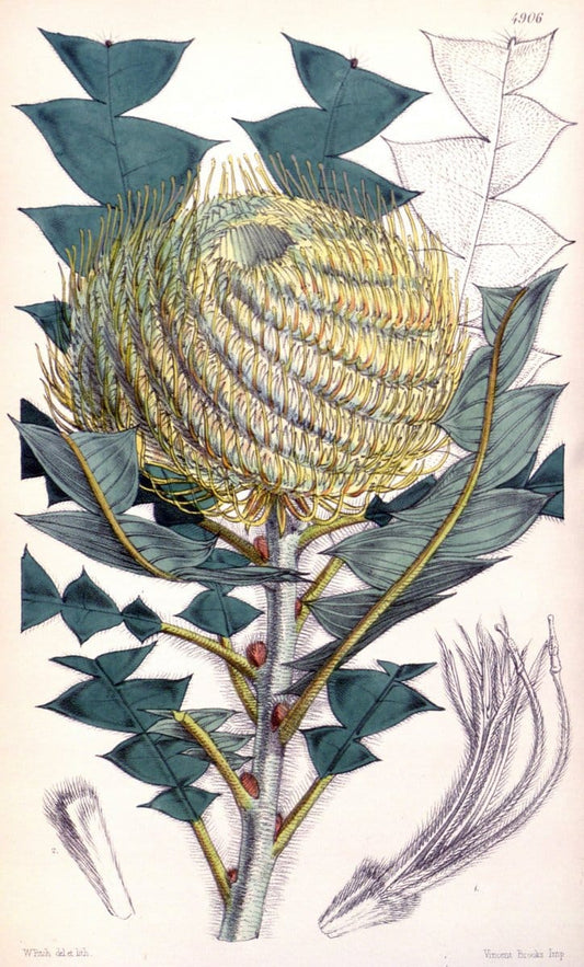 Curtis's botanical magazine. London ;New York [etc.] :Academic Press [etc.]. | Botany Periodicals "Pictorial works"  | Vintage Print Reproduction 455998