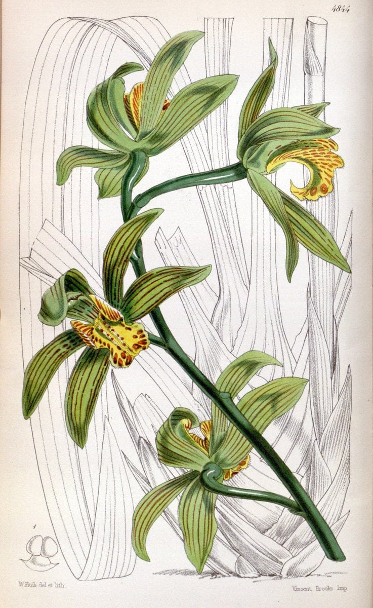 Curtis's botanical magazine. London ;New York [etc.] :Academic Press [etc.]. | Botany Periodicals "Pictorial works"  | Vintage Print Reproduction 455999