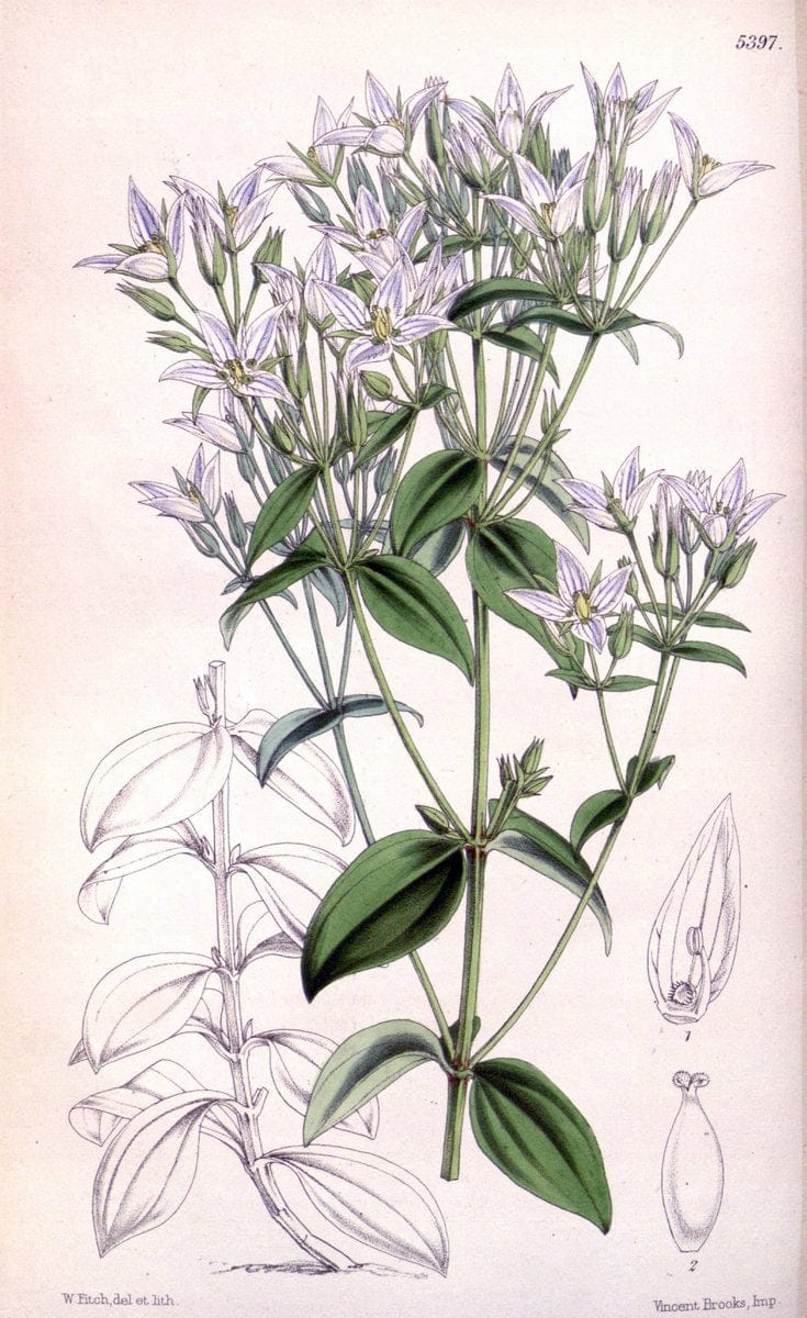 Curtis's botanical magazine. London ;New York [etc.] :Academic Press [etc.]. | Botany Periodicals "Pictorial works"  | Vintage Print Reproduction 456000