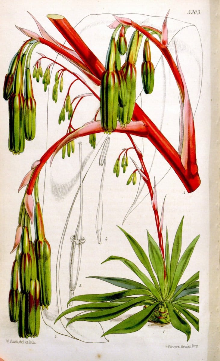 Curtis's botanical magazine. London ;New York [etc.] :Academic Press [etc.]. | Botany Periodicals "Pictorial works"  | Vintage Print Reproduction 456001