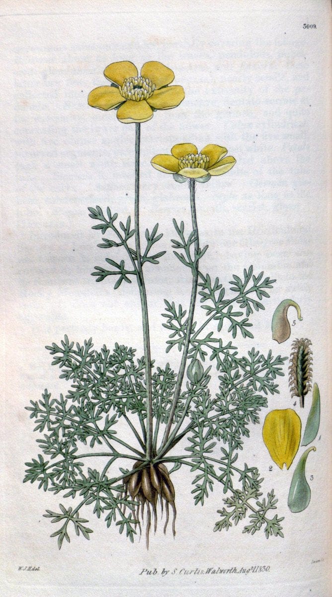 Curtis's botanical magazine. London ;New York [etc.] :Academic Press [etc.]. | Botany Periodicals "Pictorial works"  | Vintage Print Reproduction 456002