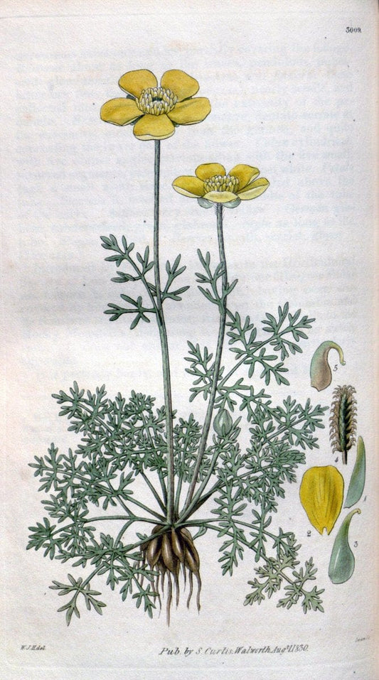 Curtis's botanical magazine. London ;New York [etc.] :Academic Press [etc.]. | Botany Periodicals "Pictorial works"  | Vintage Print Reproduction 456002