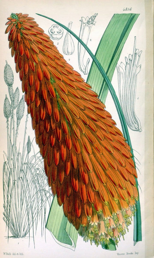 Curtis's botanical magazine. London ;New York [etc.] :Academic Press [etc.]. | Botany Periodicals "Pictorial works"  | Vintage Print Reproduction 456003