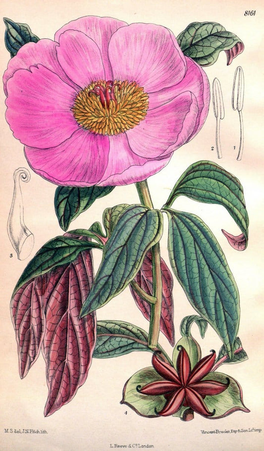 Curtis's botanical magazine. London ;New York [etc.] :Academic Press [etc.]. | Botany Periodicals "Pictorial works"  | Vintage Print Reproduction 456004