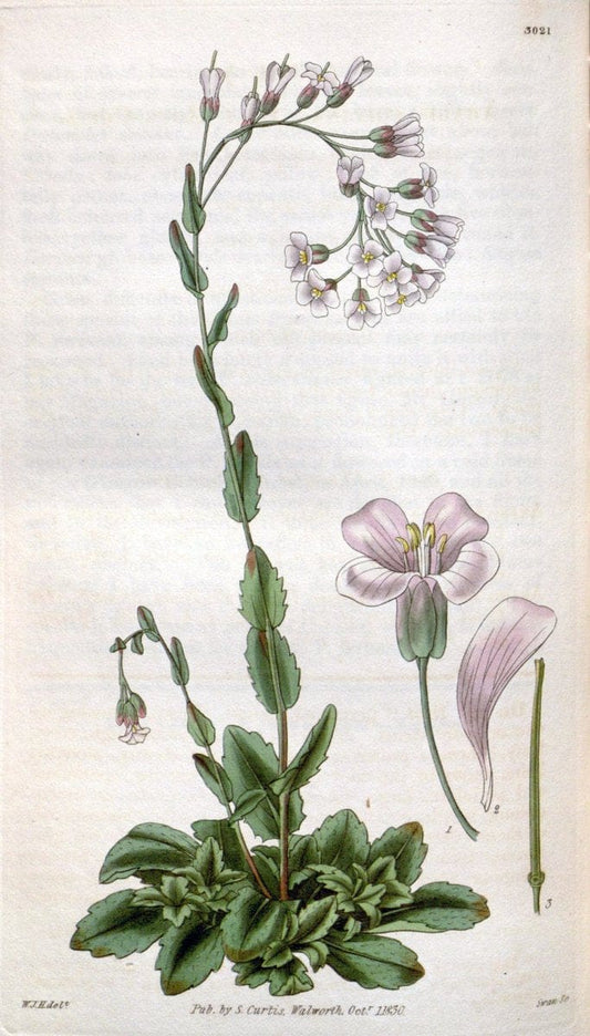 Curtis's botanical magazine. London ;New York [etc.] :Academic Press [etc.]. | Botany Periodicals "Pictorial works"  | Vintage Print Reproduction 456005