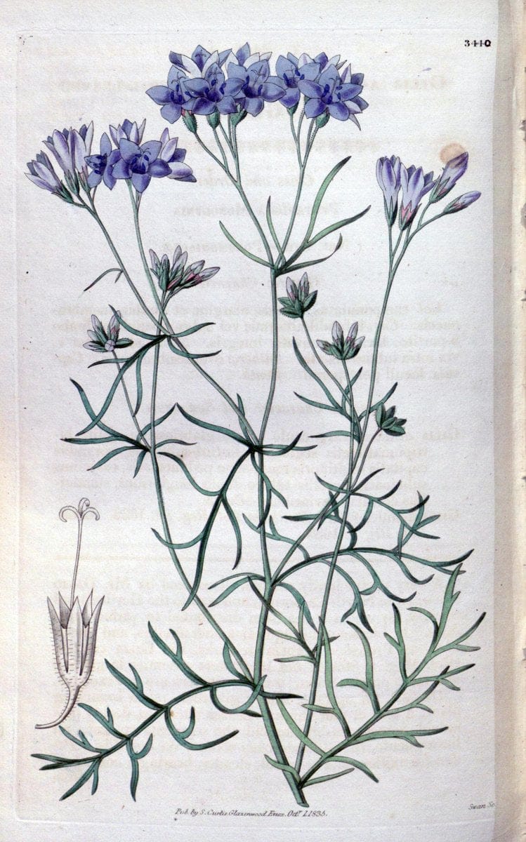 Curtis's botanical magazine. London ;New York [etc.] :Academic Press [etc.]. | Botany Periodicals "Pictorial works"  | Vintage Print Reproduction 456006