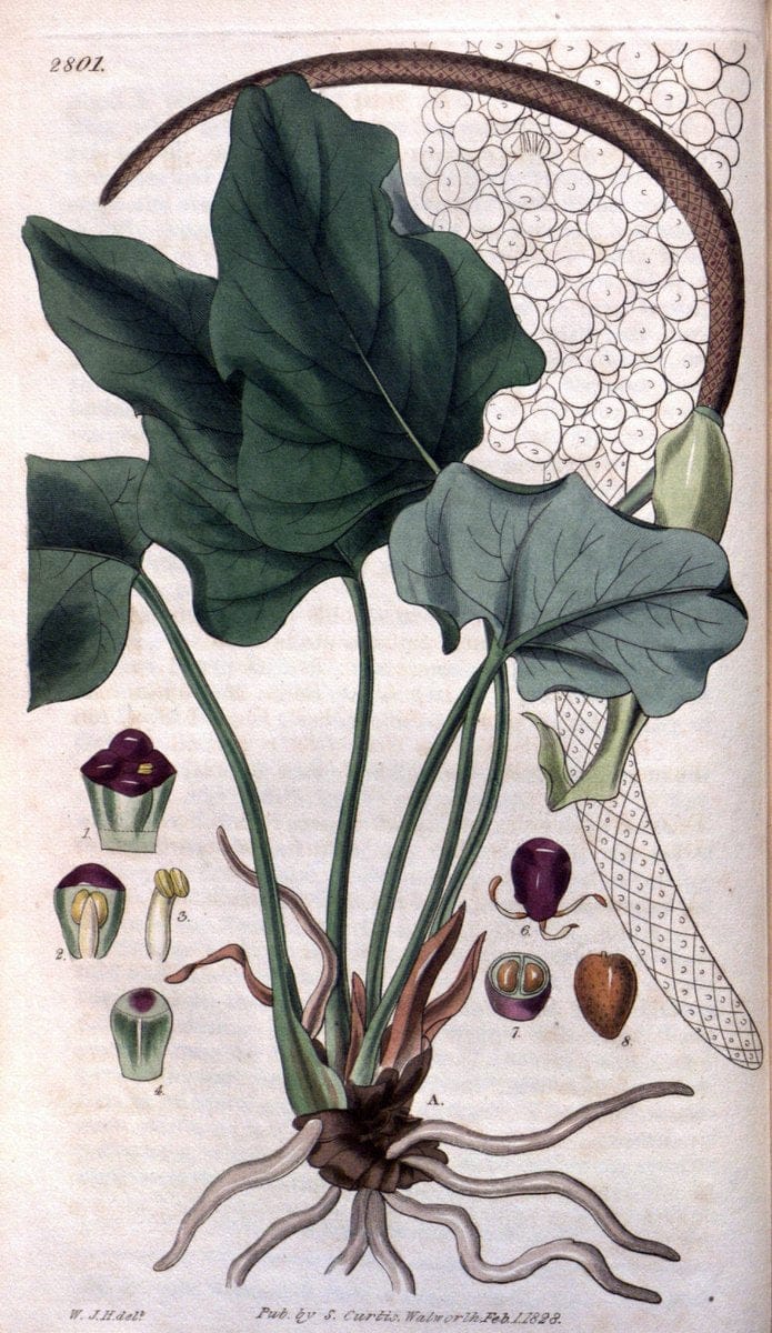 Curtis's botanical magazine. London ; New York [etc.] :Academic Press [etc.]. | "Botanical illustration" Botany Periodicals "Pictorial works" "Plants, Ornamental"  | Vintage Print Reproduction 456007