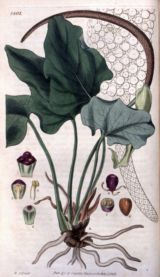 Curtis's botanical magazine. London ; New York [etc.] :Academic Press [etc.]. | "Botanical illustration" Botany Periodicals "Pictorial works" "Plants, Ornamental"  | Vintage Print Reproduction 456007
