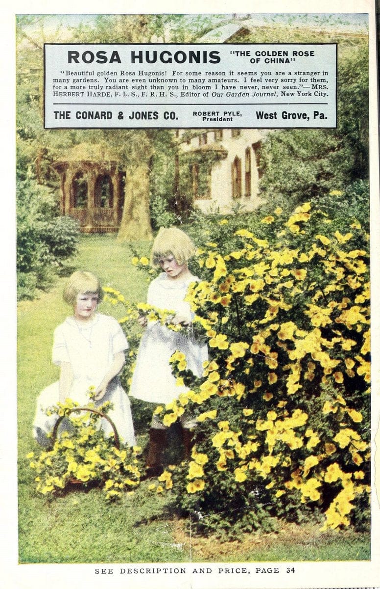 Conard star roses :.West Grove, Pa. :Conard & Jones Co.,1923.  | Catalogs Flowers "Plants, Ornamental" "Rose culture" Roses Seeds  | Vintage Print Reproduction 456008