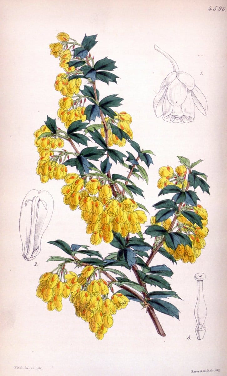 Curtis's botanical magazine. London ; New York [etc.] :Academic Press [etc.]. | "Botanical illustration" Botany Periodicals "Pictorial works" "Plants, Ornamental"  | Vintage Print Reproduction 456009