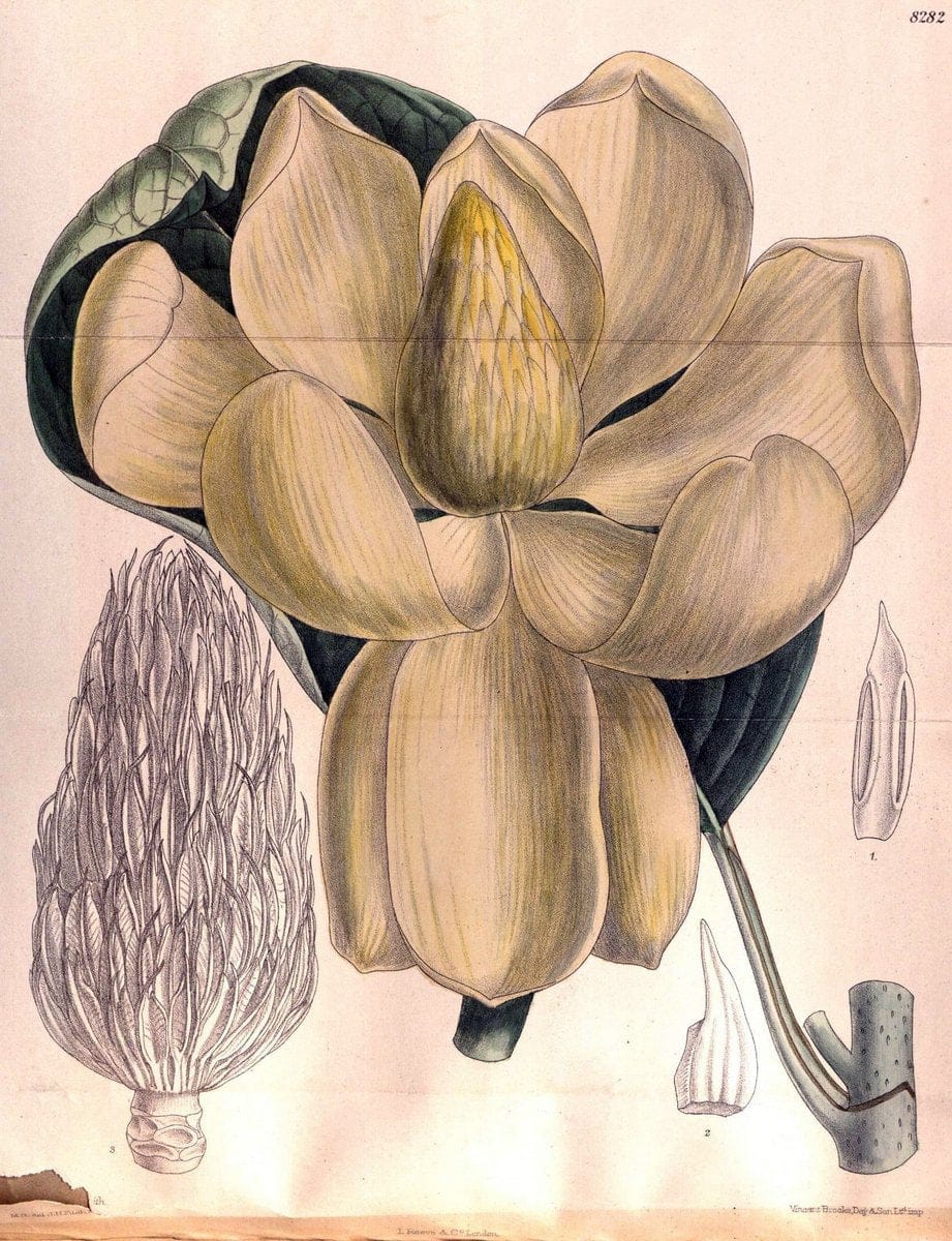 Curtis's botanical magazine. London ; New York [etc.] :Academic Press [etc.]. | "Botanical illustration" Botany Periodicals "Pictorial works" "Plants, Ornamental"  | Vintage Print Reproduction 456010