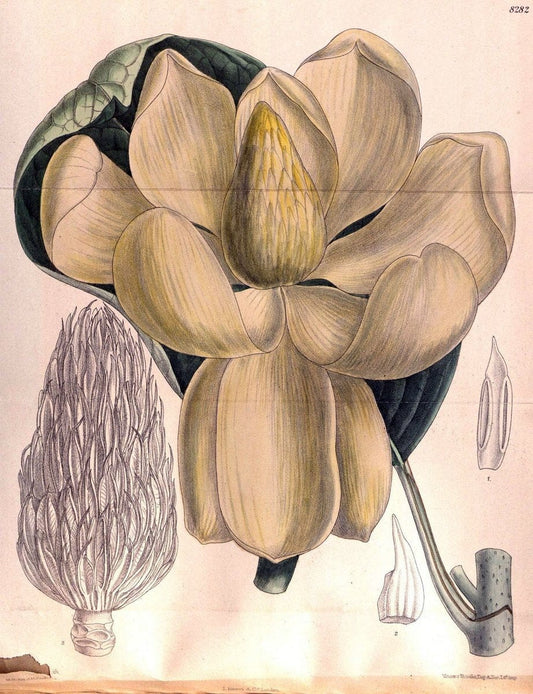 Curtis's botanical magazine. London ; New York [etc.] :Academic Press [etc.]. | "Botanical illustration" Botany Periodicals "Pictorial works" "Plants, Ornamental"  | Vintage Print Reproduction 456010