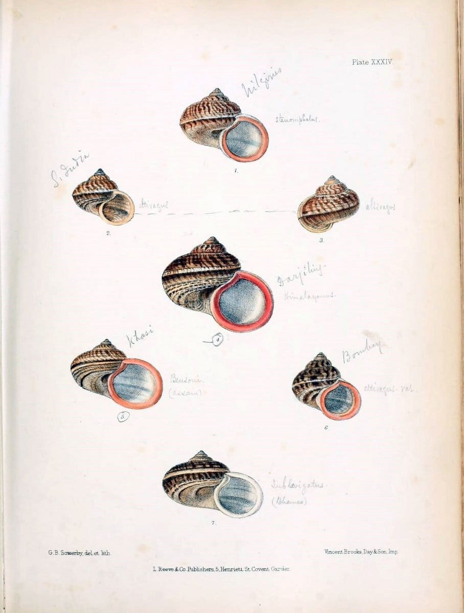 Conchologia indica,.London,1870-1876.  | India Mollusks Shells  | Vintage Print Reproduction 456011